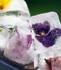 Кубики льда из ромашки для лица: как приготовить и использовать